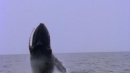 language-of-whales-010.jpg