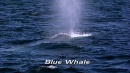 language-of-whales-016.jpg