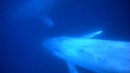 language-of-whales-018.jpg
