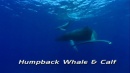 language-of-whales-020.jpg