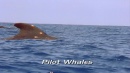 language-of-whales-023.jpg