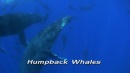 language-of-whales-027.jpg