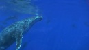 language-of-whales-028.jpg