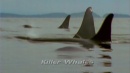 language-of-whales-030.jpg
