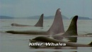 language-of-whales-031.jpg