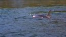 language-of-whales-032.jpg