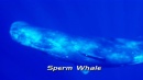 language-of-whales-034.jpg
