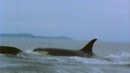 language-of-whales-036.jpg