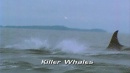 language-of-whales-037.jpg