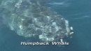 language-of-whales-039.jpg