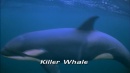 language-of-whales-043.jpg