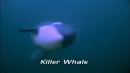 language-of-whales-044.jpg