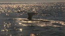 language-of-whales-045.jpg