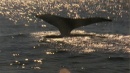 language-of-whales-046.jpg
