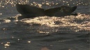 language-of-whales-047.jpg