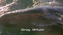 language-of-whales-049.jpg