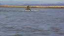 language-of-whales-050.jpg
