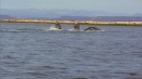 language-of-whales-051.jpg