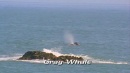 language-of-whales-053.jpg