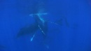 language-of-whales-057.jpg