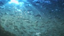language-of-whales-060.jpg
