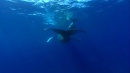 language-of-whales-066.jpg