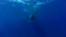 language-of-whales-067.jpg