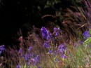 agreenfuture029.jpg
