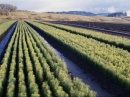 agreenfuture041.jpg